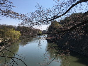 名古屋城桜