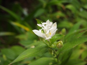 白花ホトトギス